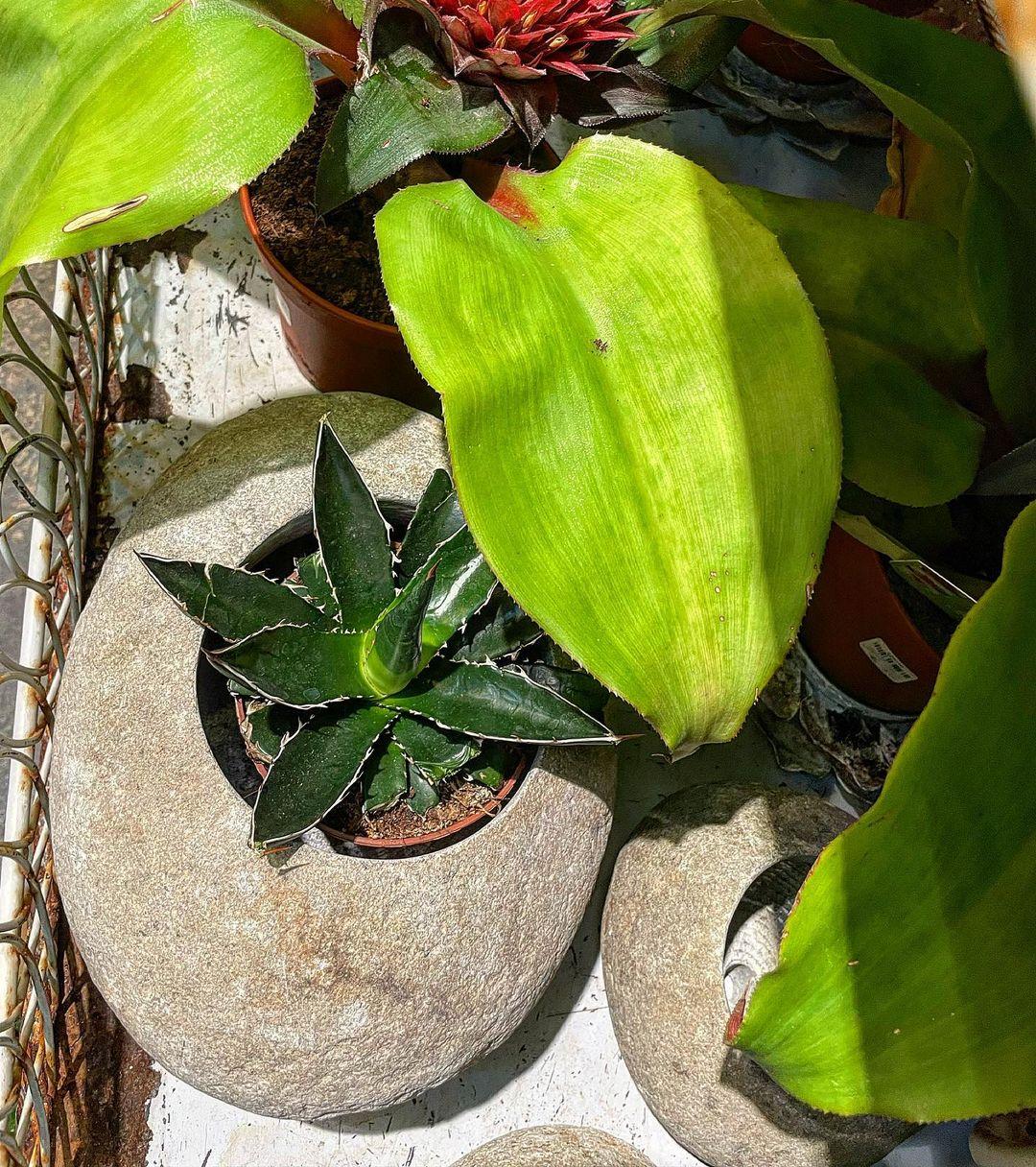 Pebble Bali Planter Set - Image 3