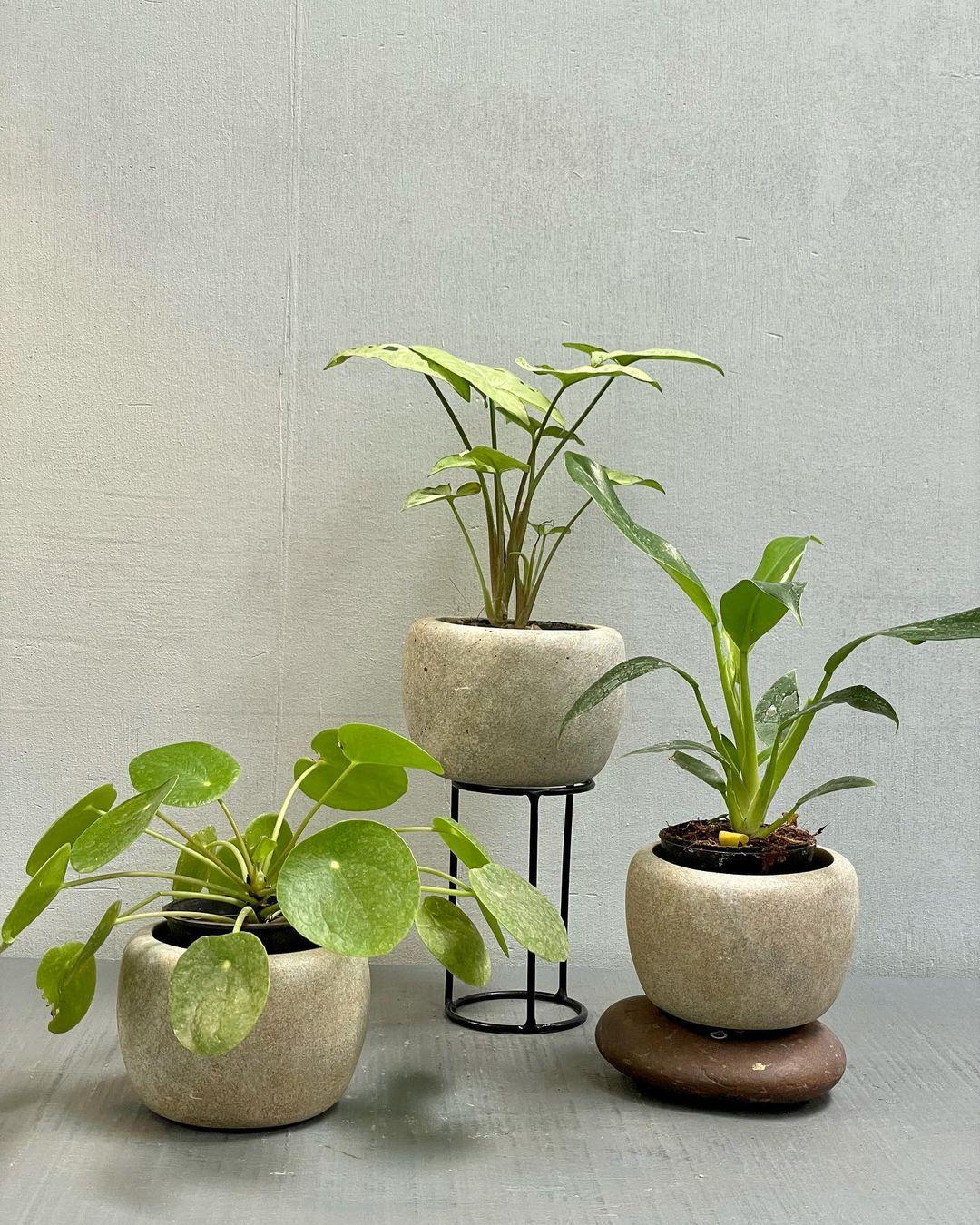 Elegant Sandstone Planter Trio