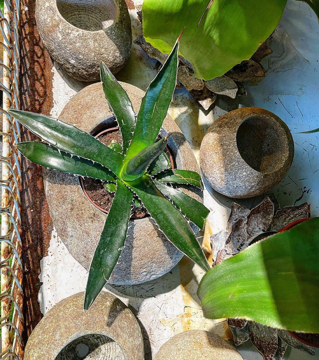 Pebble Bali Planter Set - Image 2